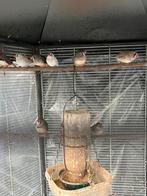 Zebravink mannen, Dieren en Toebehoren, Vogels | Kanaries, Mannelijk, Kleurkanarie