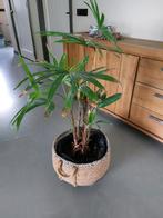 Bamboe Palm / Stokpalm - Prachtige kamerplant, Tuin en Terras, Ophalen, Bloeit niet, Overige soorten, Halfschaduw