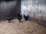 Ayam cemani, Dieren en Toebehoren, Meerdere dieren, Kip