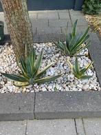 Agave americana ‘Marginata’ (3 stuks samen voor €45,00), Volle zon, Vaste plant, Zomer, Ophalen