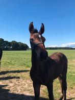KWPN Merrie en hengstveulen te koop, Dieren en Toebehoren, Paarden, Merrie, Springpaard, B, 170 tot 175 cm