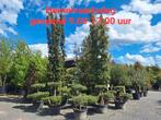2e Pinksterdag open - planten - bomen - mediterrane bomen, Ophalen of Verzenden, Volle zon, Overige soorten