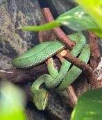 1.0. Trimeresurus Popeiorum cb2022, Dieren en Toebehoren, Reptielen en Amfibieën, Slang