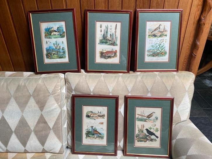 Set van 5 ingelijste botanische prenten, Antiek en Kunst, Kunst | Etsen en Gravures, Ophalen of Verzenden