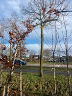 Beuken boog metaal met 2 beuken