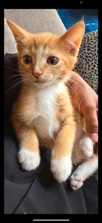 Kittens, Ophalen, Zo goed als nieuw, Overige materialen