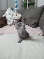 Britse kitten kort haar, Dieren en Toebehoren, Meerdere dieren, 0 tot 2 jaar