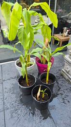 Bananen  plantjes, Tuin en Terras, Planten | Tuinplanten, Volle zon, Groenteplanten, Eenjarig, Ophalen of Verzenden