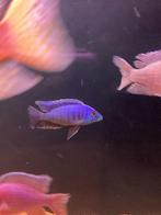 5 Malawi cichliden mannen, Dieren en Toebehoren, Vis