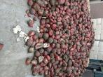 Voederbieten te koop, Dieren en Toebehoren, Dierenvoeding, Ophalen, Overige soorten