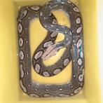 1.0 SD motley hogs  python reticulatus retic, Slang