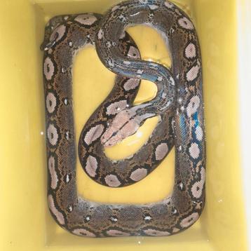 1.0 SD motley hogs  python reticulatus retic beschikbaar voor biedingen