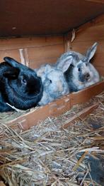 3 Nederlandse hangoor konijnen, Dieren en Toebehoren, Konijnen, Meerdere dieren, Middelgroot, Hangoor