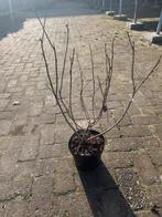 Physocarpus Magic Ball - Blaasspirea, Volle zon, Vaste plant, Lente, Ophalen