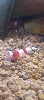 Red crystal garnalen, Dieren en Toebehoren, Kreeft, Krab of Garnaal