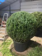 Taxus bollen leverbaar tot 200 cm! Prijs vanaf euro 35,-., Ophalen of Verzenden, Taxus, Struik, Minder dan 100 cm