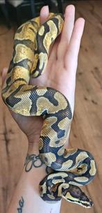 Koningspython- python regius- ballpython, Dieren en Toebehoren, Reptielen en Amfibieën, Slang