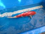 Japanse koi Kohaku 50cm, Karper of Koi