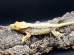 Correlophus ciliatus - Wimper gekko, Dieren en Toebehoren, Hagedis, 0 tot 2 jaar