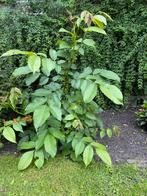Jonge Walnoten boom, Tuin en Terras, Planten | Fruitbomen, Ophalen, 100 tot 250 cm, Walnotenboom
