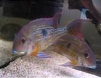 Geophagus brachybranchus, Vis