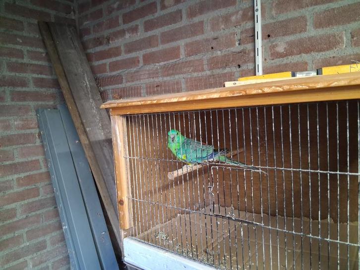 Roodrug te koop, Dieren en Toebehoren, Vogels | Parkieten en Papegaaien, Parkiet, Mannelijk