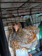 Wyandotte kriel, Dieren en Toebehoren, Pluimvee, Vrouwelijk, Kip