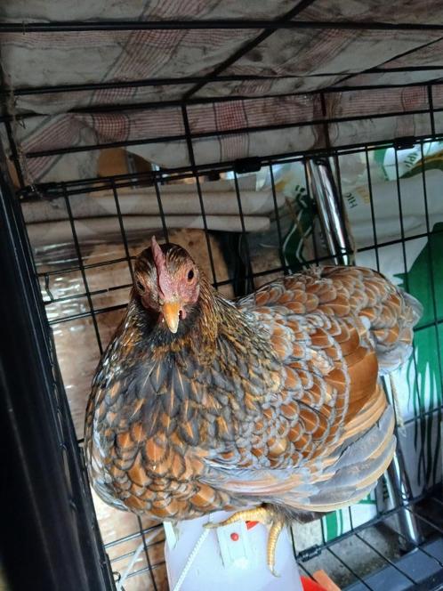 Wyandotte kriel, Dieren en Toebehoren, Pluimvee, Kip, Vrouwelijk