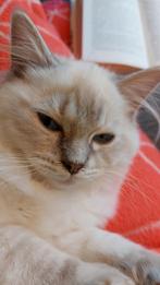 Aanhankelijke ragdoll kittens met stamboom, Meerdere dieren, Gechipt, 0 tot 2 jaar