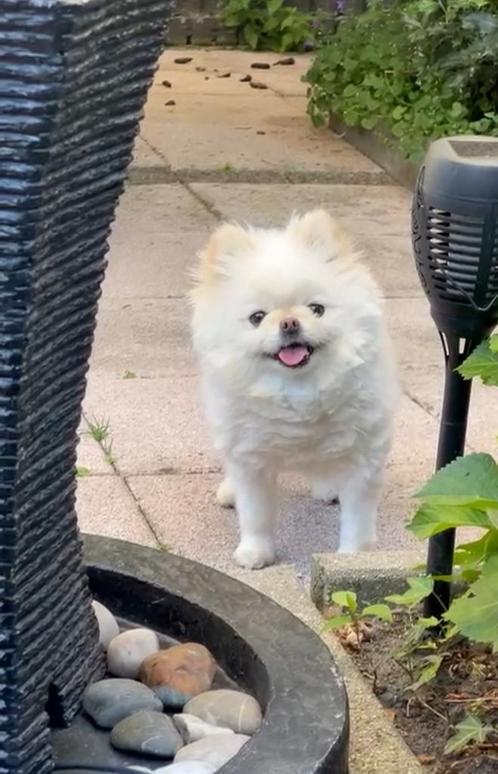 Mini Pomeriaan puppy bearface boy, Dieren en Toebehoren, Honden | Poolhonden, Keeshonden en Oertypen, Reu, Particulier, Eén hond
