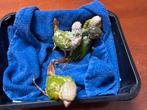 4 kleine Pyrrhura babys zoeken straks een fijn thuis!, Meerdere dieren, Geringd