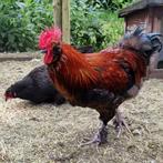 Mooie gekleurde jonge haan, Dieren en Toebehoren, Pluimvee, Mannelijk, Kip