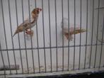 koppel isabel zebravinken, Dieren en Toebehoren, Vogels | Overige Vogels, Meerdere dieren