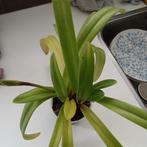 Paphiopedilum villosum var. amboinense Orchidee, Tuin en Terras, Planten | Tuinplanten, Overige soorten, Volle zon, Vaste plant