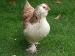 Faverolles en Ayam Cemani kuikens!, Dieren en Toebehoren, Pluimvee, Meerdere dieren, Kip
