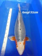 Yoshikigoi Asagi, Dieren en Toebehoren, Karper of Koi