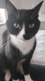 Heel lief katje een mannetje 3 jaar kleur zwart wit en bruin, Dieren en Toebehoren, Katten en Kittens | Overige Katten, Kater