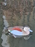 Roodschoudertaling woerd, Dieren en Toebehoren, Mannelijk