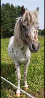 Ter dekking Appaloosa pony Hengst, Ophalen of Verzenden, Nieuw, Overige soorten