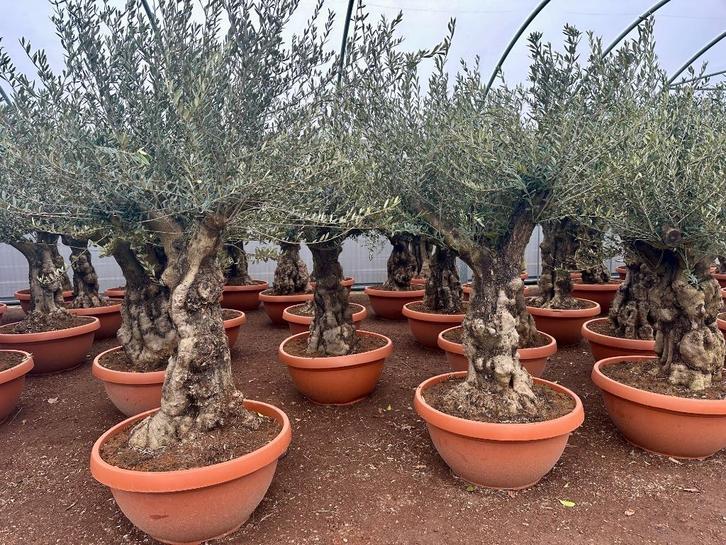 Olijfboom / Olijfbomen te koop met 60/80 cm grillige stam., Tuin en Terras, Planten | Bomen, Olijfboom, 100 tot 250 cm, Volle zon
