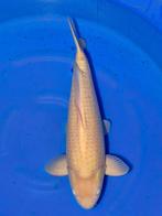 hele mooie karashigoi die groot word, Dieren en Toebehoren, Vissen | Vijvervissen, Karper of Koi