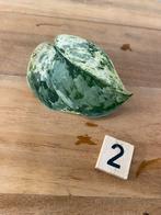 Scindapsus Peasun Variegata Stek #2, Huis en Inrichting, Kamerplanten, Ophalen of Verzenden, Halfschaduw, Minder dan 100 cm