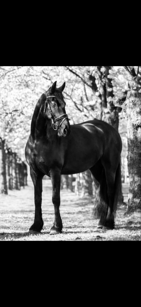 Te koop: Z1 Fries paard – lief, werkwillig en betrouwbaar, Dieren en Toebehoren, Paarden, Merrie, Dressuurpaard, 7 tot 10 jaar