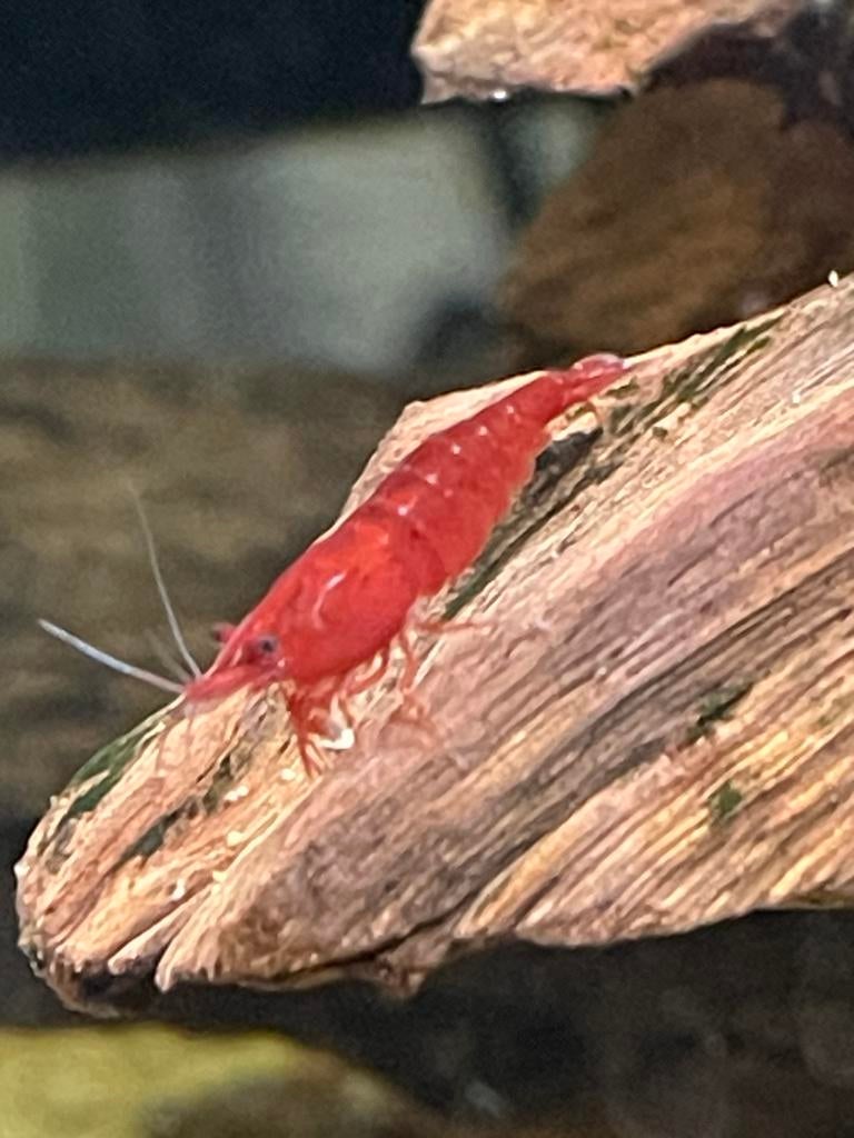 Bloody mary’s, Kreeft, Krab of Garnaal, Zoetwatervis