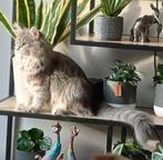 Mainecoon kater, Kater, Gechipt, 0 tot 2 jaar