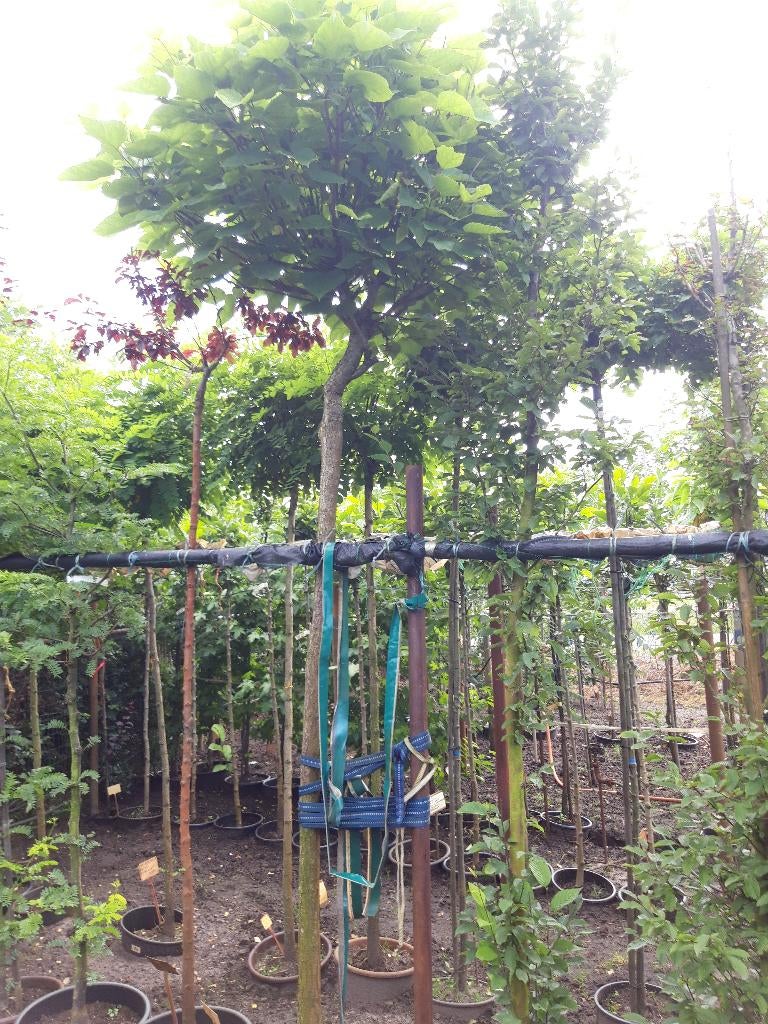 Catalpa bign. Nana op stam van 200/220 cm in pot, Tuin en Terras, Bloeit niet, 100 tot 250 cm, Ophalen, Volle zon