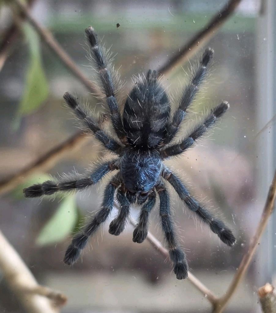 Caribena versicolor - veelkleurige boomvogelspin, Spin of Schorpioen