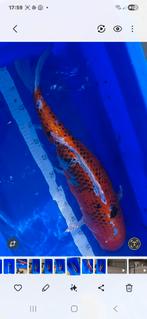 Japanse koi, Karper of Koi