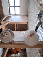 Jonge tortelduiven,, Meerdere dieren