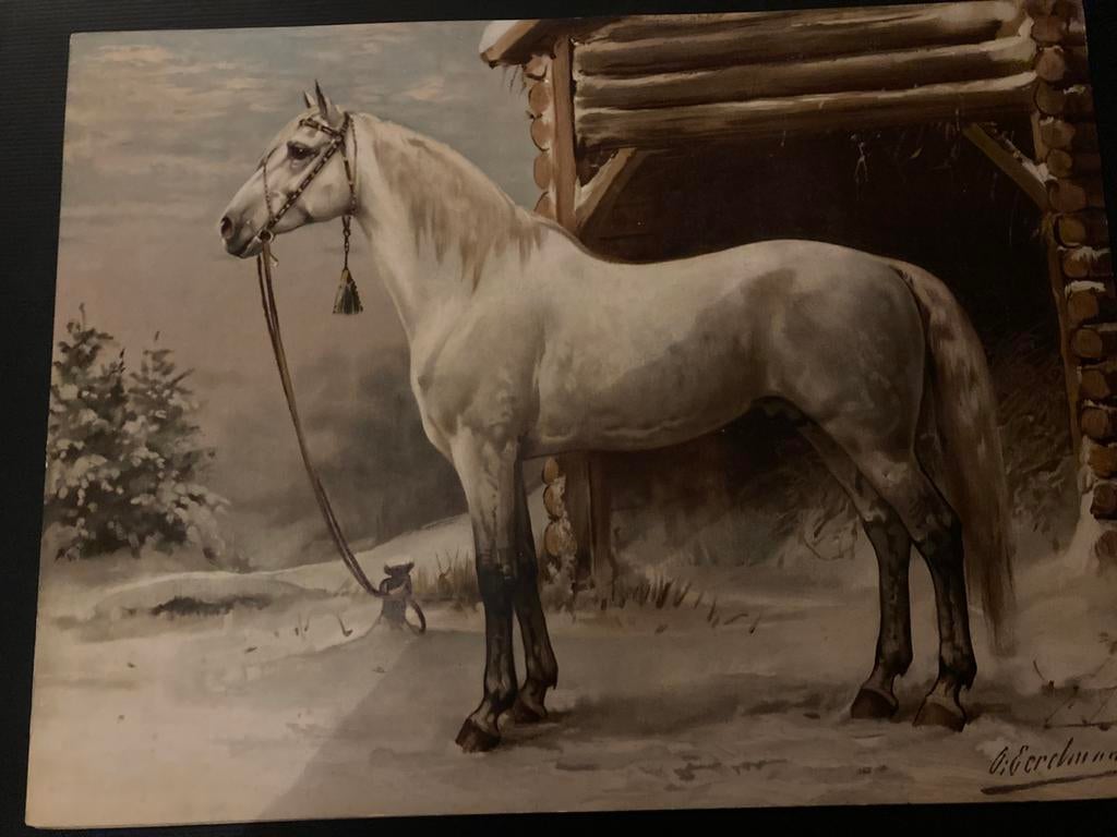 Paardenrassen Chromolithografie de Russische harddraver, Antiek en Kunst, Kunst | Schilderijen | Klassiek, Ophalen of Verzenden